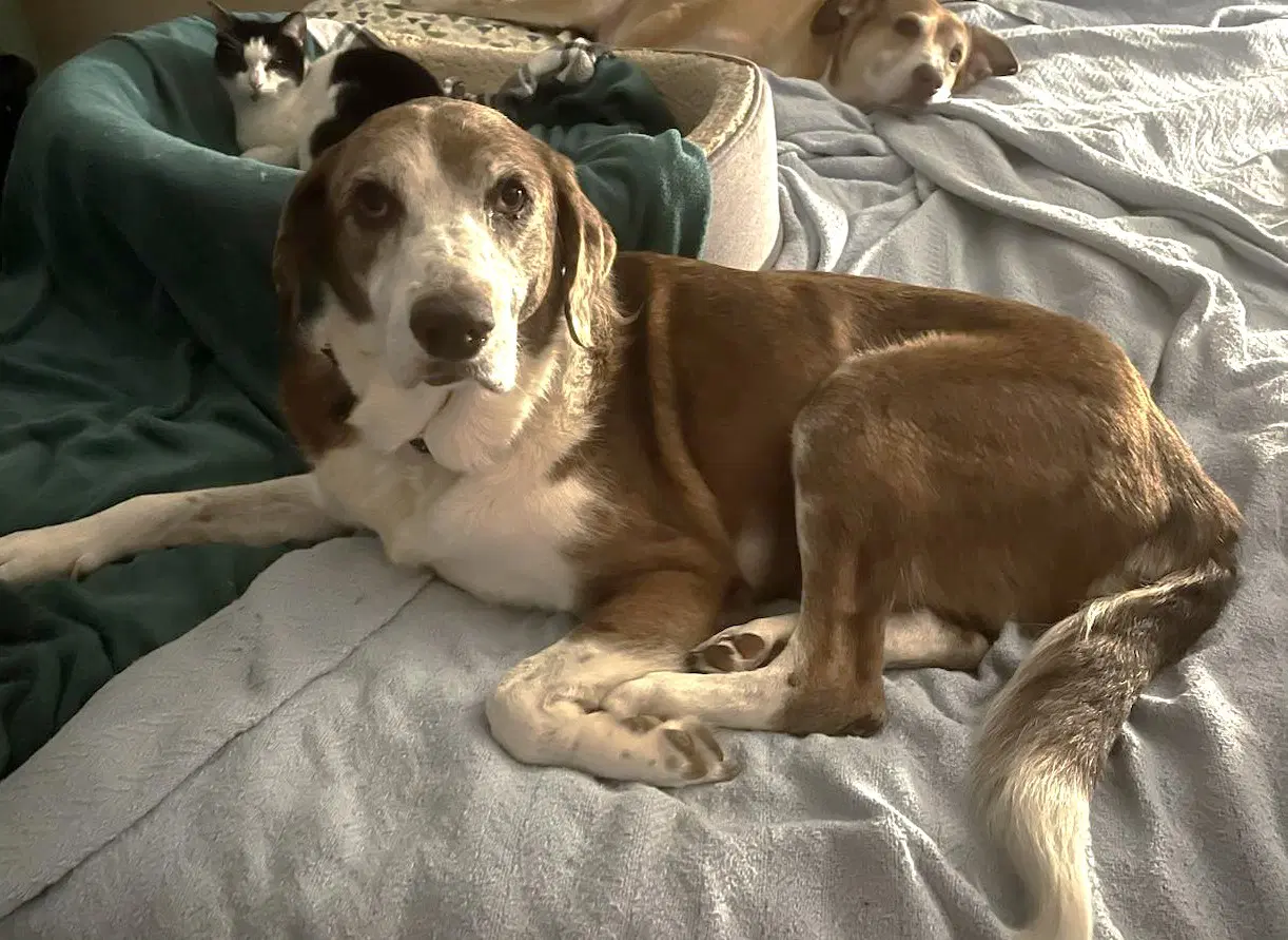 Maggie Pearl - Hospice Only image 3