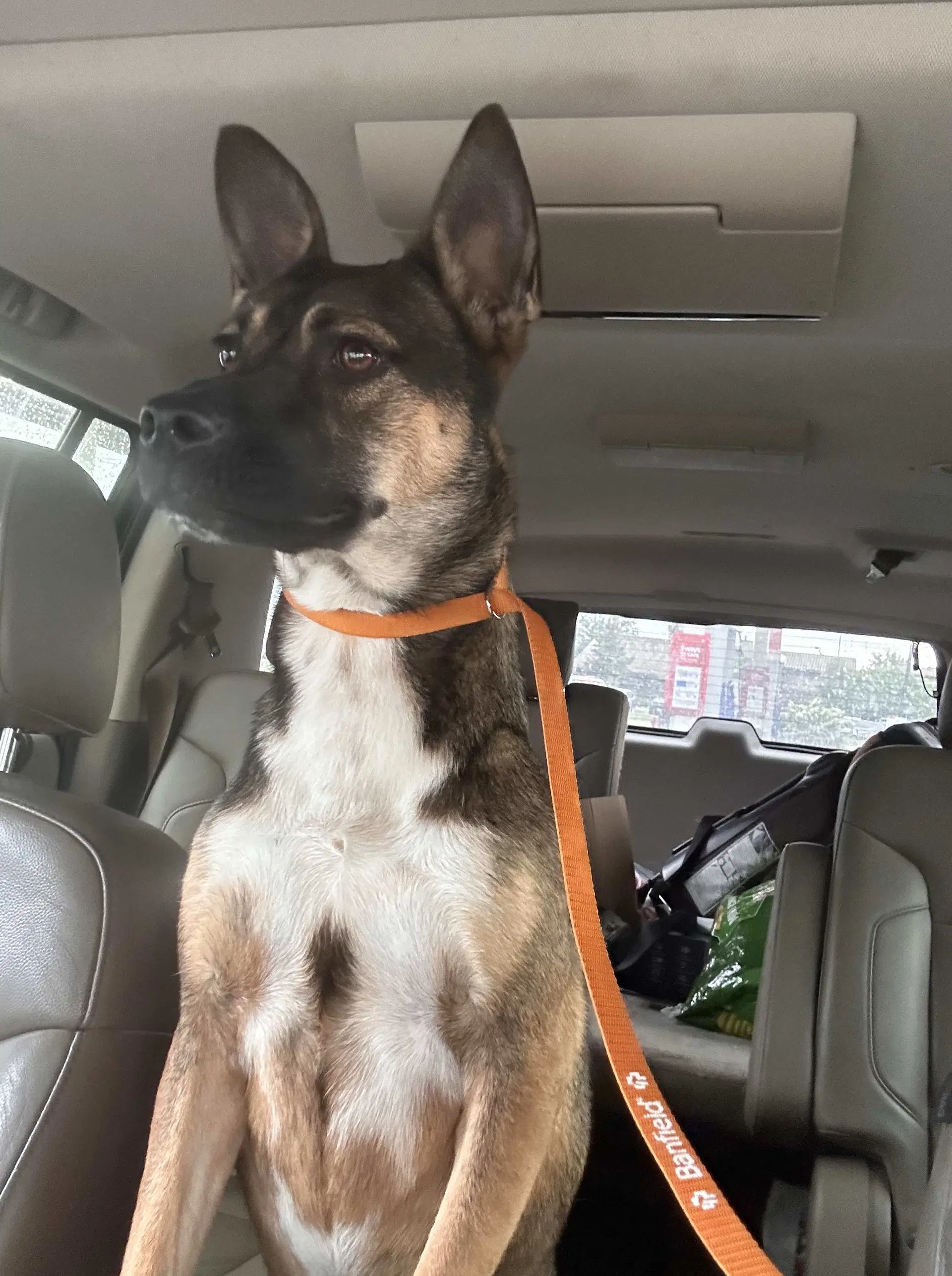 Bailey - Shepherd