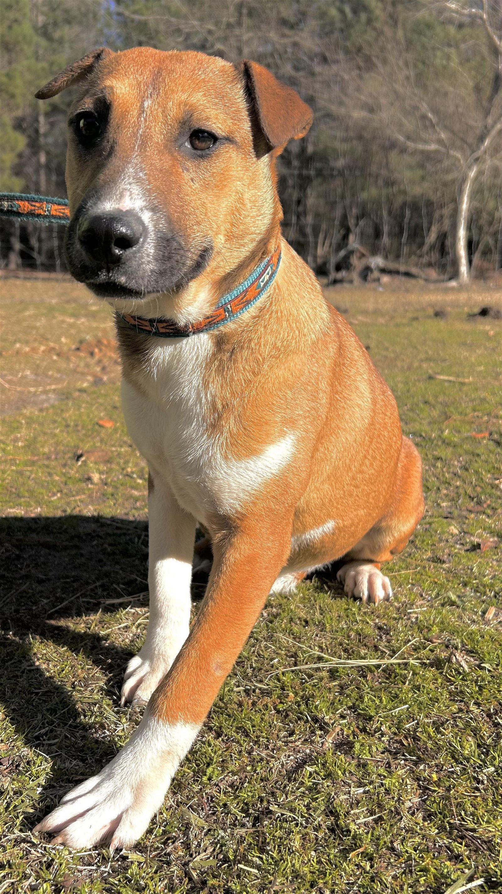adoptable Dog in Holly Springs, NC named Elektra