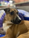 adoptable Dog in Holly Springs, NC named Elektra