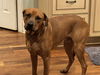 adoptable Dog in Holly Springs, NC named Axel