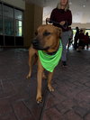Axel