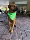 Axel