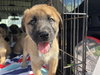 The Veterans Day Litter - Sport