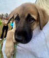 The Veterans Day Litter - Sport