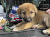 The Veterans Day Litter - Belle