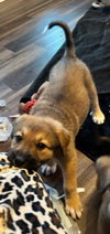 The Veterans Day Litter - Belle