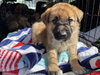 The Veterans Day Litter - Ella