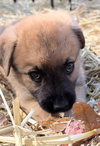 The Veterans Day Litter - Ella