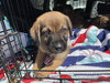 The Veterans Day Litter - Titan