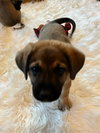 The Veterans Day Litter - Titan