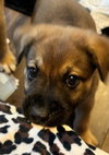 The Veterans Day Litter - Titan