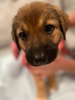 The Veterans Day Litter - Titan