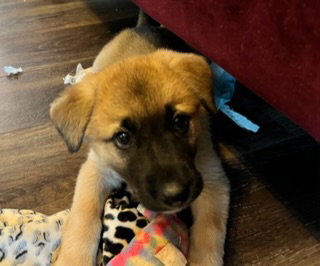 The Veterans Day Litter - Ursula