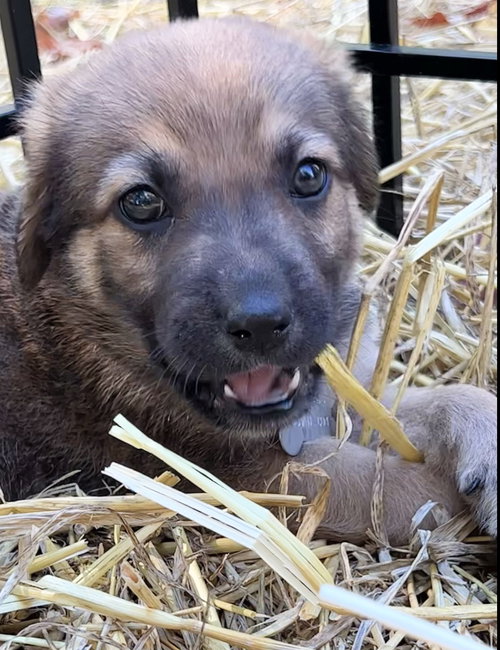 The Veterans Day Litter - Bear