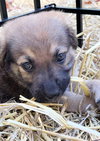 The Veterans Day Litter - Bear
