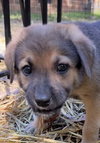 The Veterans Day Litter - Bear