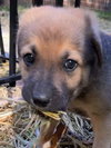 The Veterans Day Litter - Bear