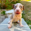 Diamond - Birthstone Litter