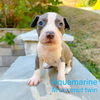 Aquamarine - Birthstone Litter