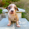 Birthstone Litter - Pearl