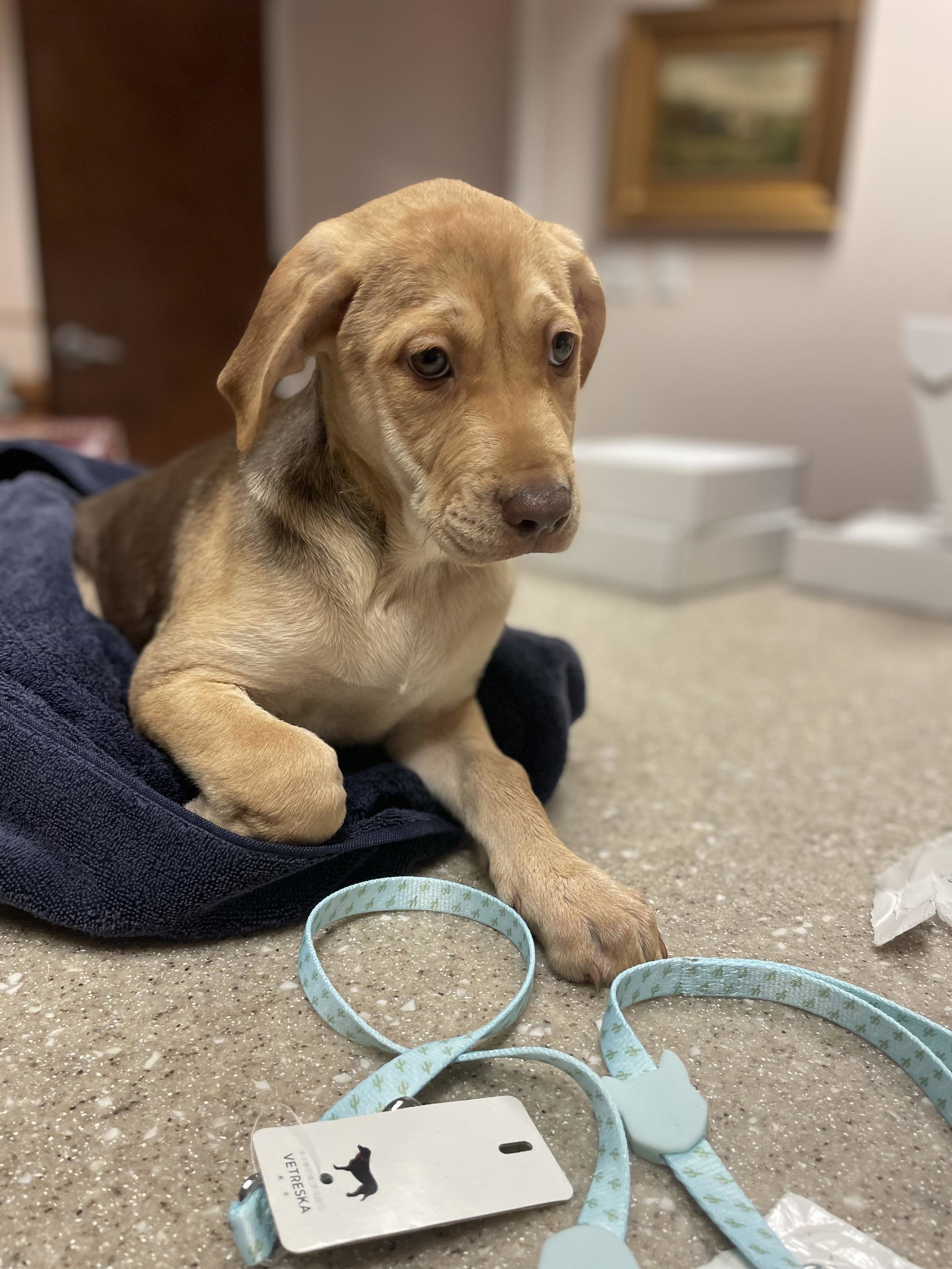 Dog for Adoption Chai, a Labrador Retriever in Ramseur, NC Alpha Paw