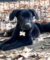 Jet