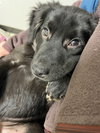 Beau