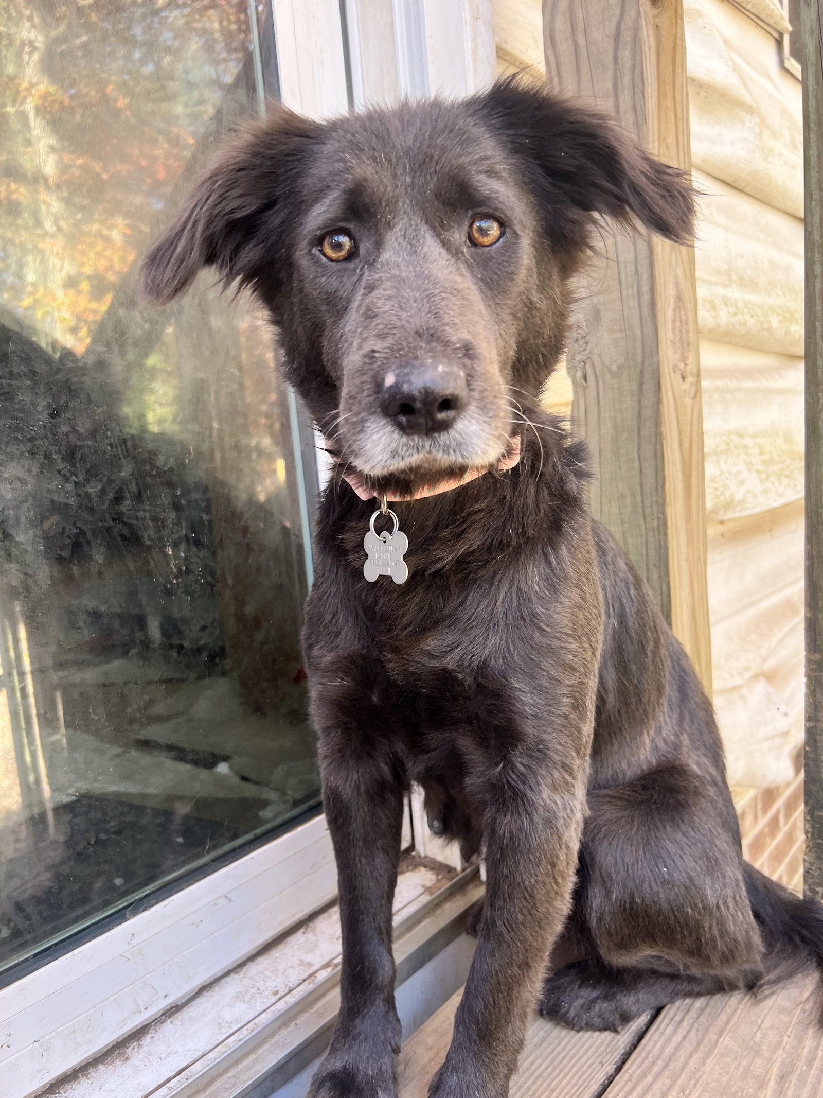 Dog adoption in Holly Springs, NC 27540 Labrador Retriever (medium coat) Dog "Gemma"