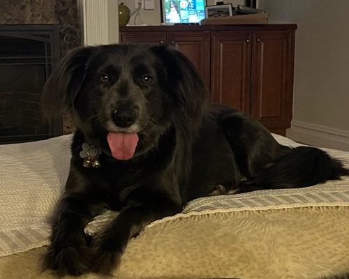 Gemma