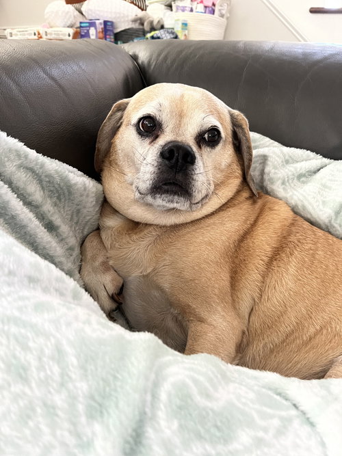 Pippin-Courtesy