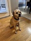 Pippin-Courtesy