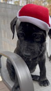 Gingersnap: Christmas Cookie Litter