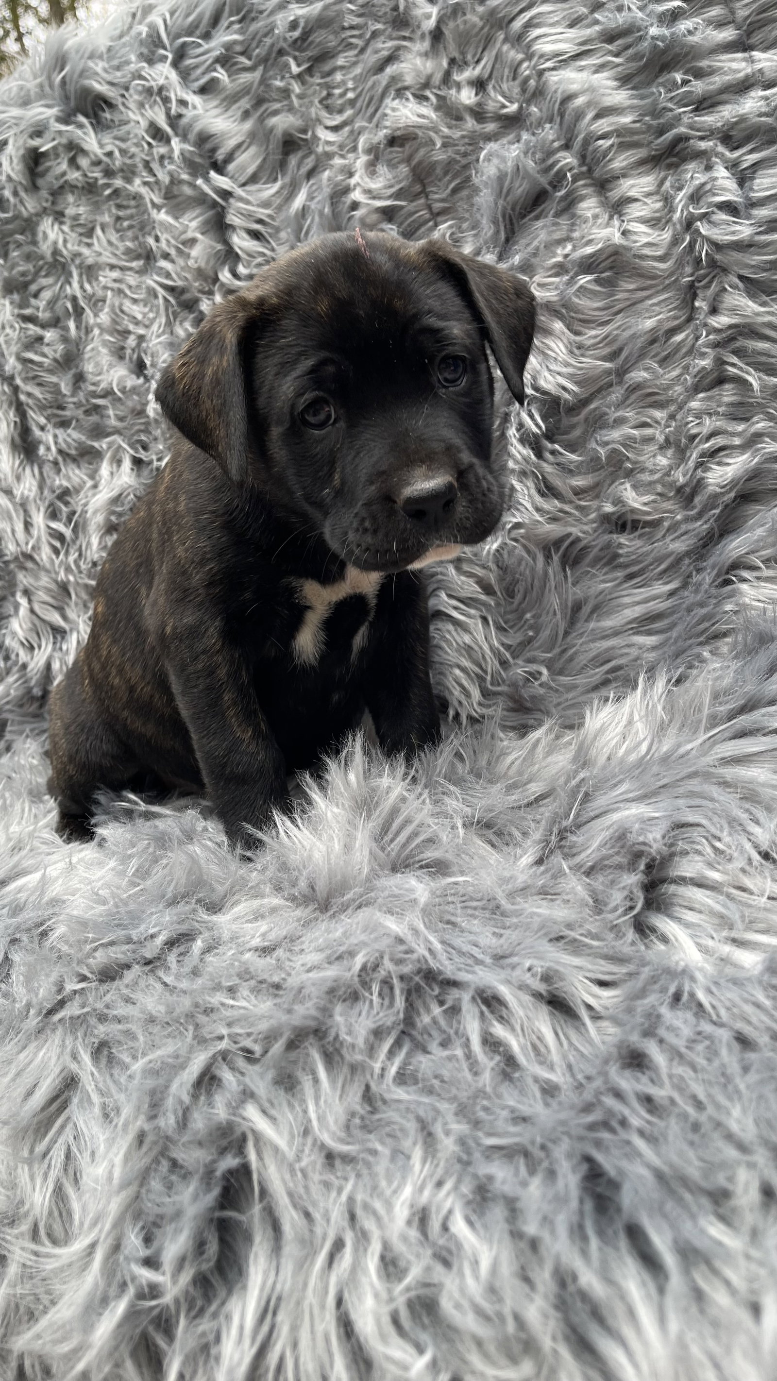 Dog for Adoption Snickerdoodle Christmas Cookie Litter, a Terrier in