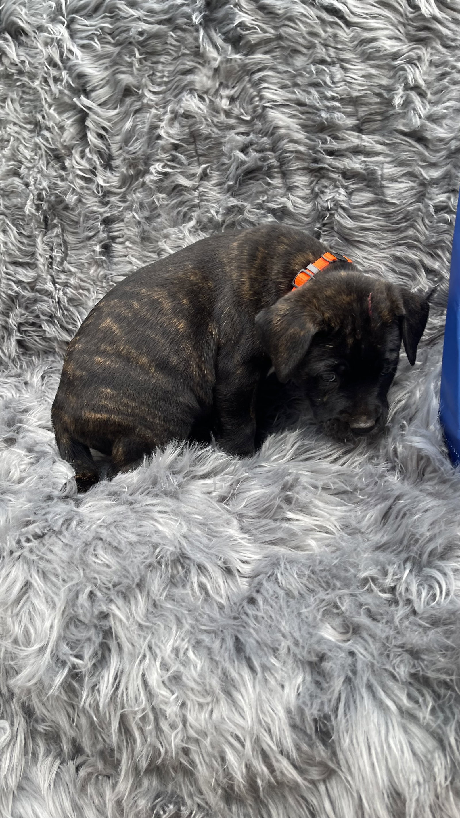 Dog for Adoption Snickerdoodle Christmas Cookie Litter, a Terrier in