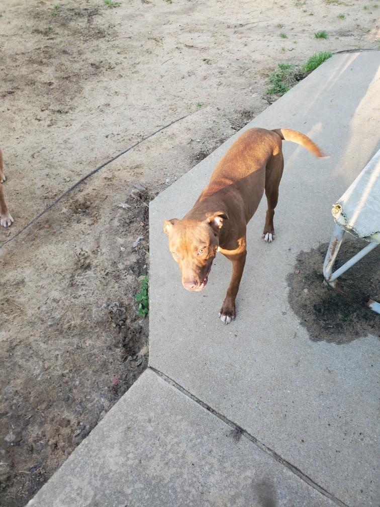 adoptable Dog in Holly Springs, NC named Jack