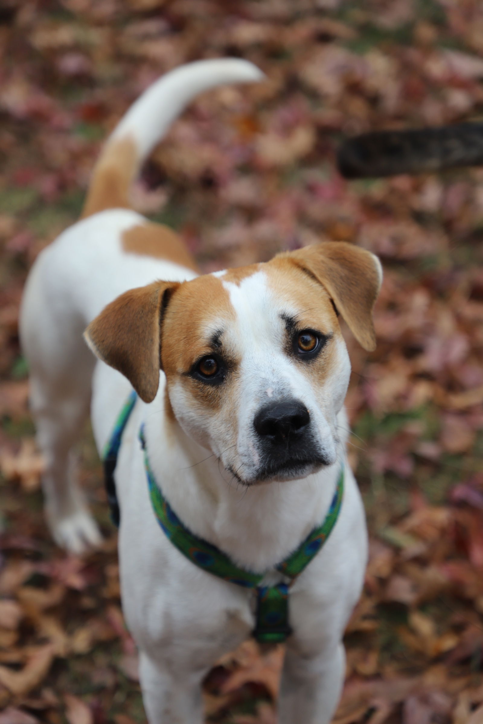 adoptable Dog in Holly Springs, NC named Walter