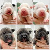 Saturn - Solar System Puppy