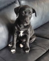 Smooth - Zen Litter