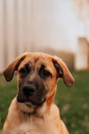 Soothing - Zen Litter aka Garth Brooks