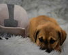 Calm - Zen Litter