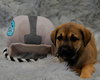 Calm - Zen Litter