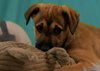 Calm - Zen Litter