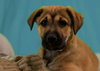 Calm - Zen Litter
