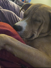 Cayenne AKA Ranger