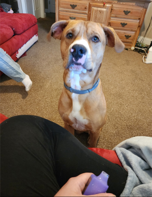Cayenne AKA Ranger