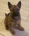 Gretel