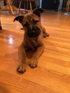 Gretel