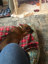 Gretel