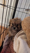 Tater-Tot